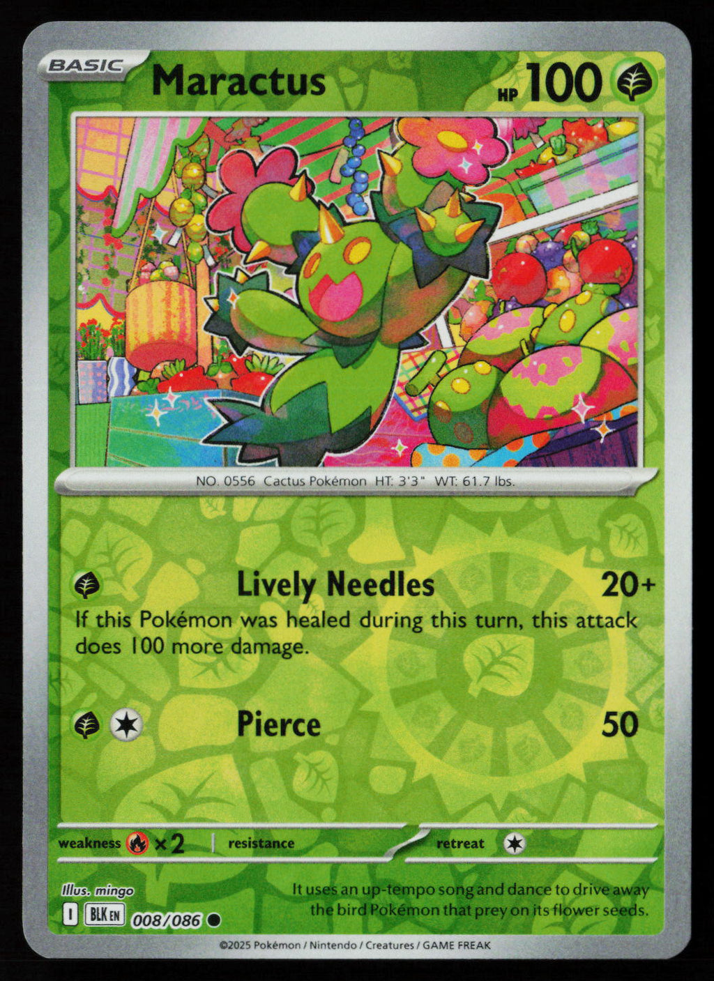 Maractus